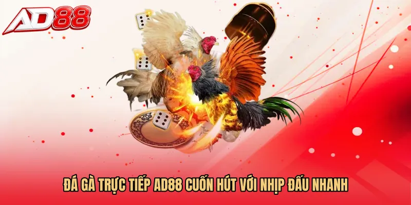 Đá gà trực tiếp AD88 cuốn hút với nhịp đấu nhanh 
